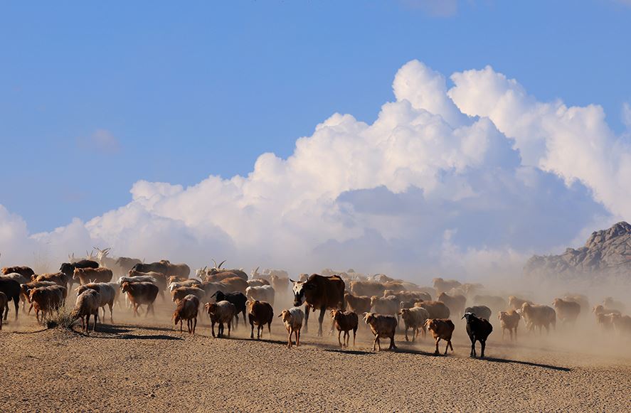 هجرة الحيوانات (3)