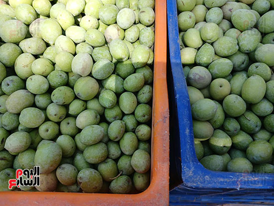 الزيتون الزيتون