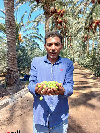 اجواء-الحصاد اجواء-الحصاد