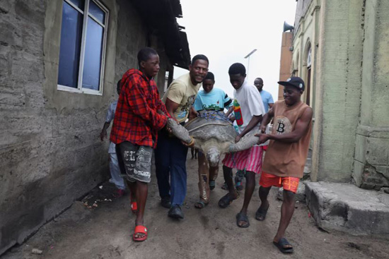 إنقاذ السلاحف البحرية في نيجيريا من التلوث (1)