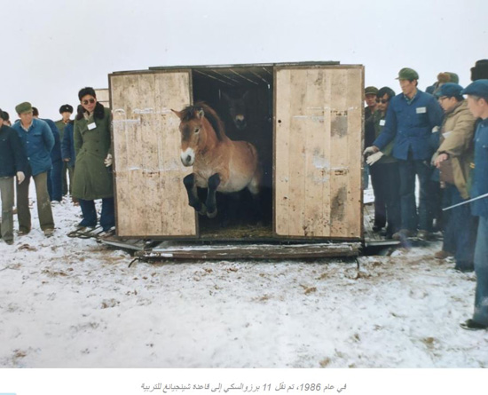 الصين تحتضن ثلث خيول برزوالسكي في العالم (11)