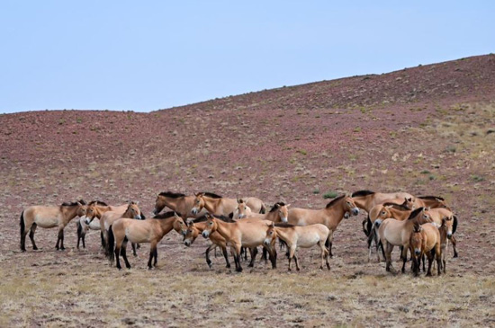 الصين تحتضن ثلث خيول برزوالسكي في العالم (13)