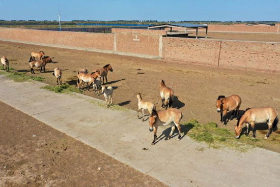 الصين تحتضن ثلث خيول برزوالسكي في العالم (8)