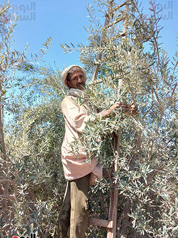 طريقة-الحصاد طريقة-الحصاد