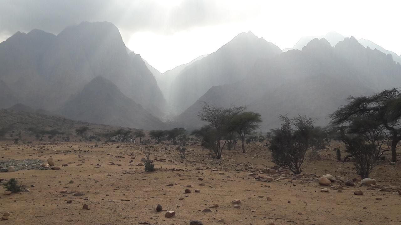واحة الضباب فوق جبل علبة 