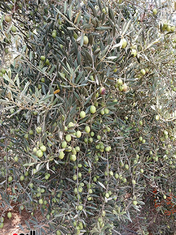 الثمار الثمار