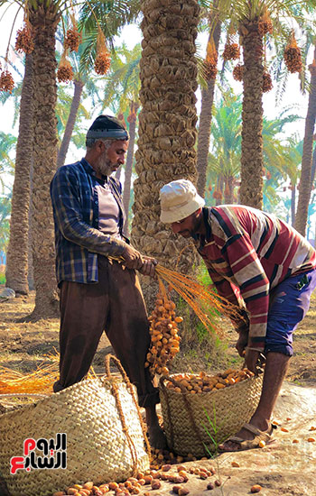 العمال في موسم الحصاد