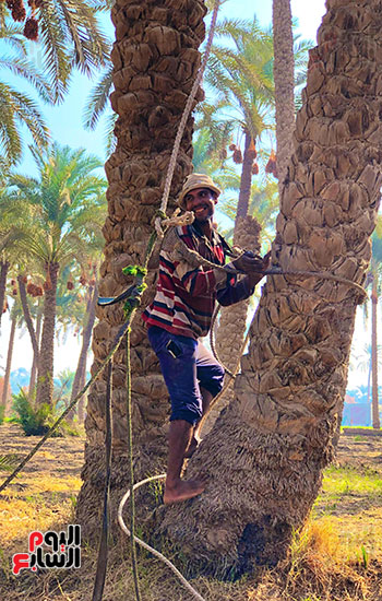 طالع النخل في موسم الحصاد