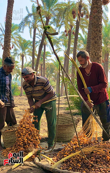 مراحل حصاد التمور