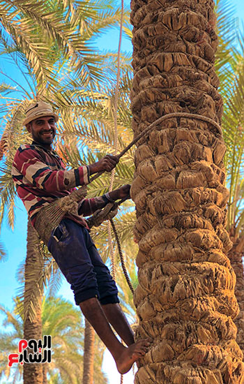 طالع النخل أثناء الحصاد