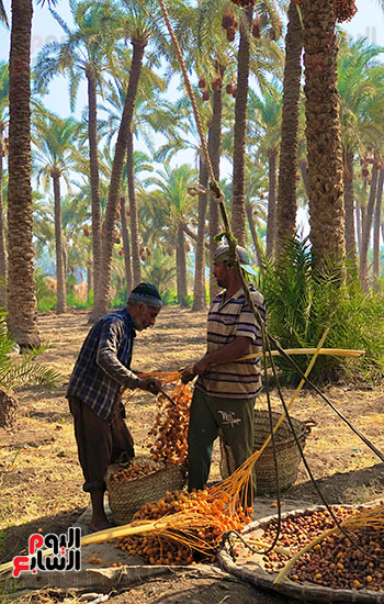 موسم حصاد التمور في البدرشين (1)