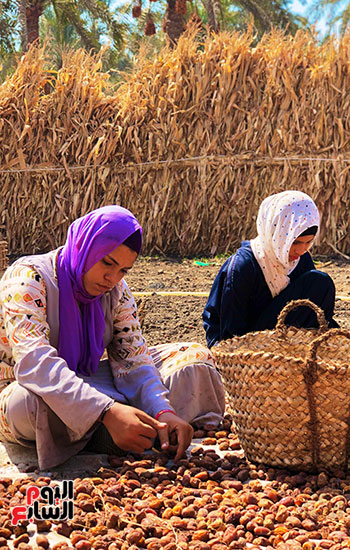 عمل الفتيات في موسم الحصاد