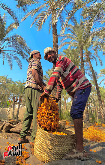 موسم حصاد التمور في البدرشين (2)