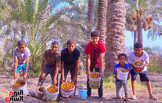 فرحة الأطفال بموسم الحصاد