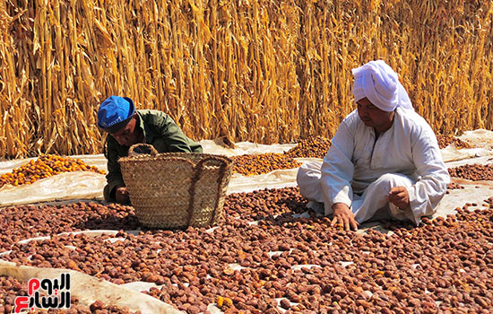 فرز التمور داخل المناشر
