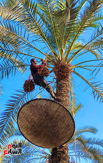 طالع النخل في المرازيق