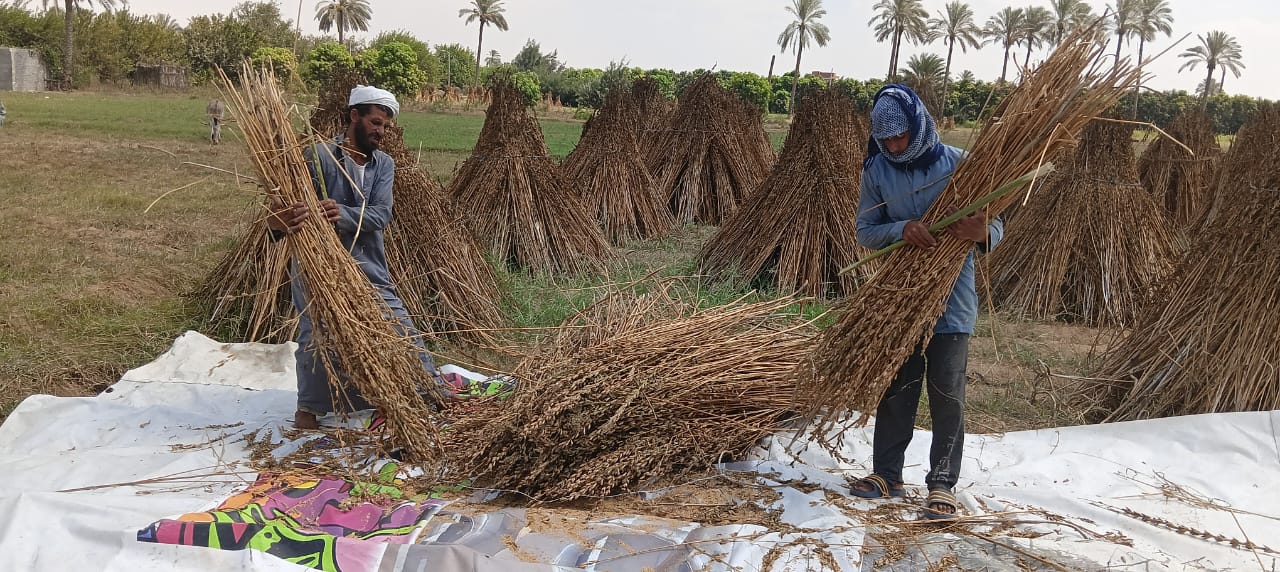 حصاد السمسم حصاد السمسم