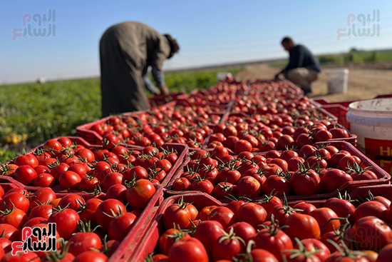 الحصاد-للطماطم-فى-الموسم-الماضي-بالأقصر