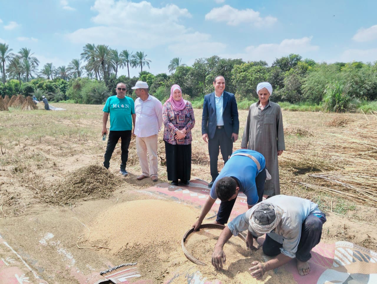 السمسم فى الاسماعيلية السمسم فى الاسماعيلية