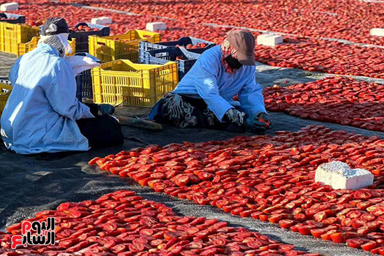 الفتيات-خلال-العمل-فى-التجفيف-الموسم-الماضي