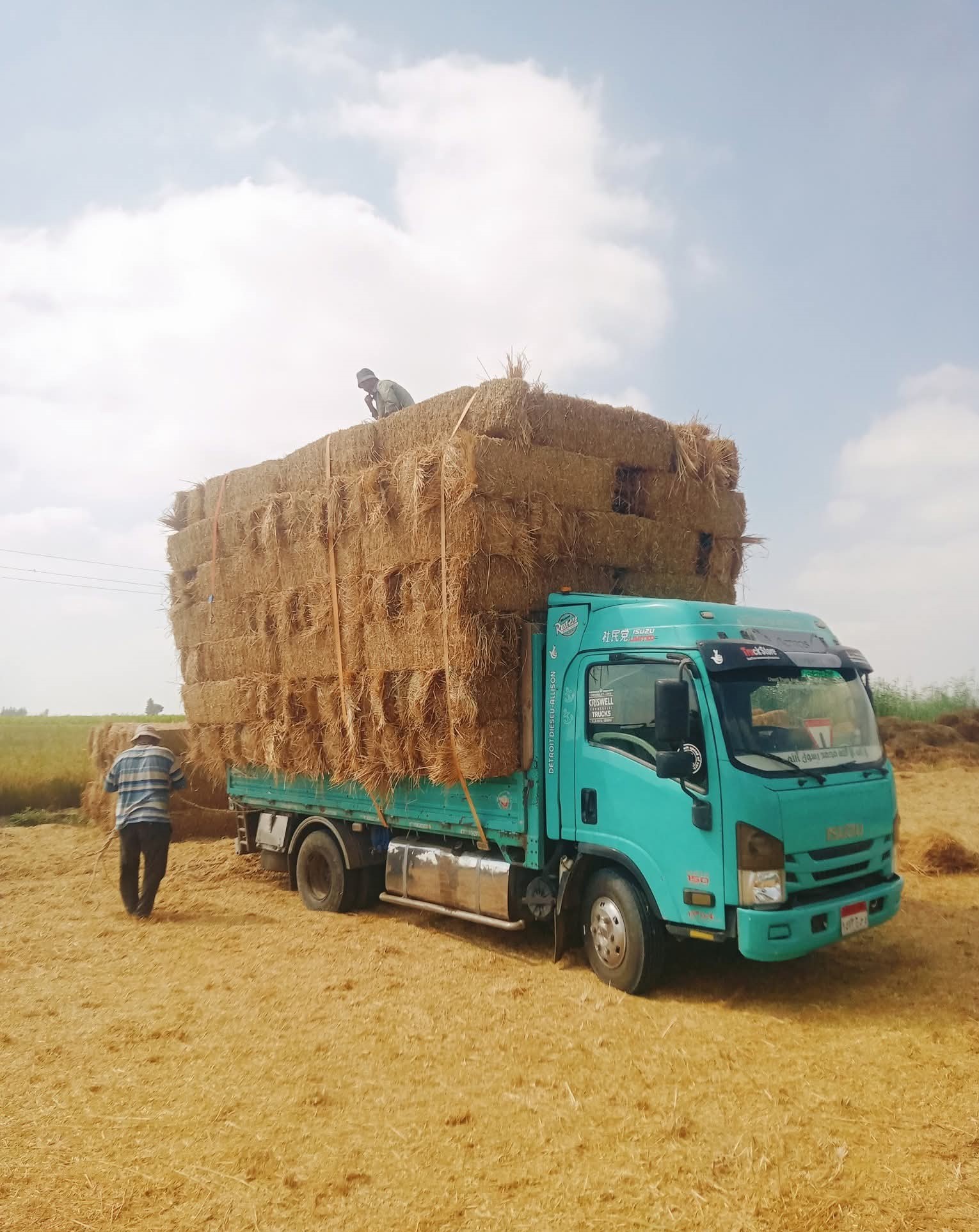 257544-اعادة-تدوير-قش-الأرز-بدمياط