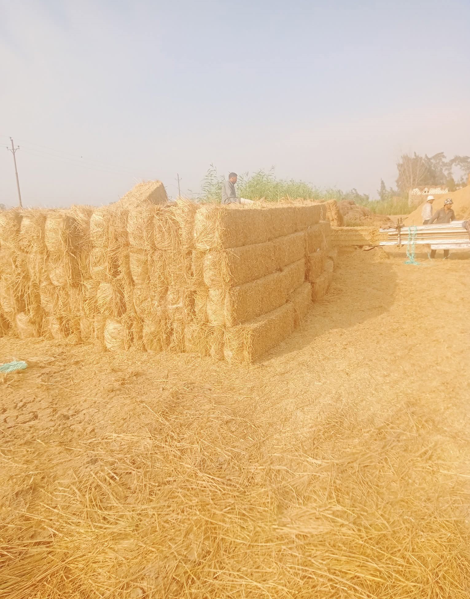 328961-سماد-قش-الأرز-في-حقول-دمياط