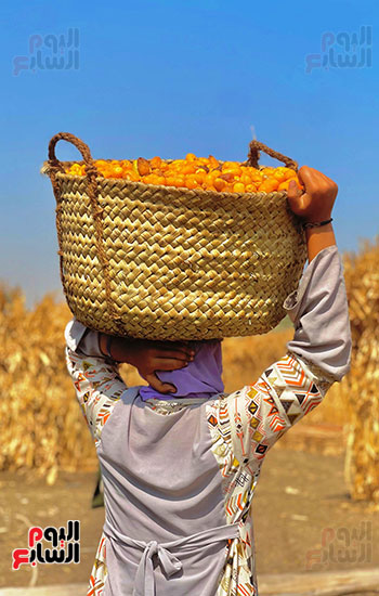 نقل التمور إلى المناشر