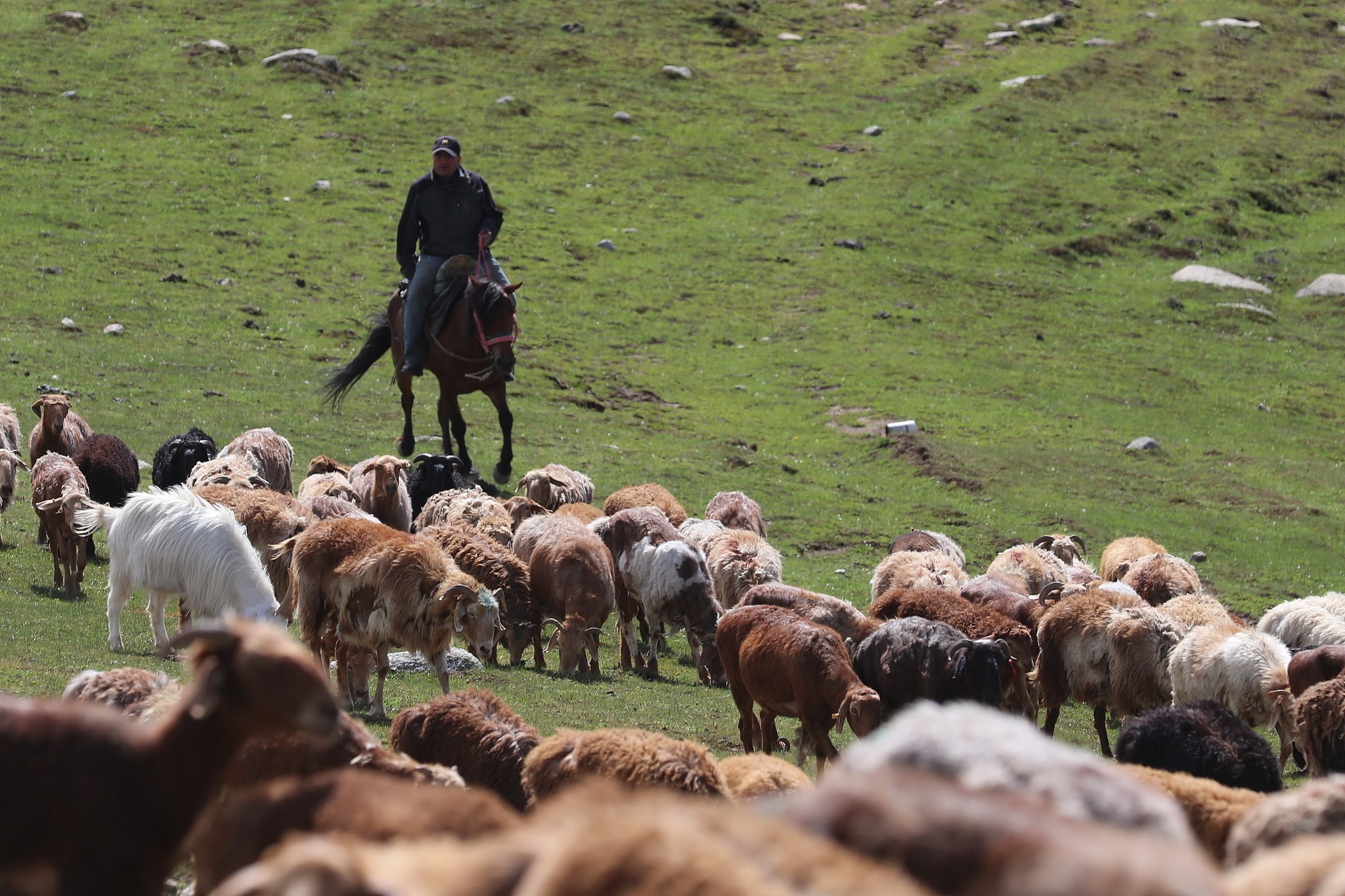 هجرة قطعان الماشية فى الصين (2)
