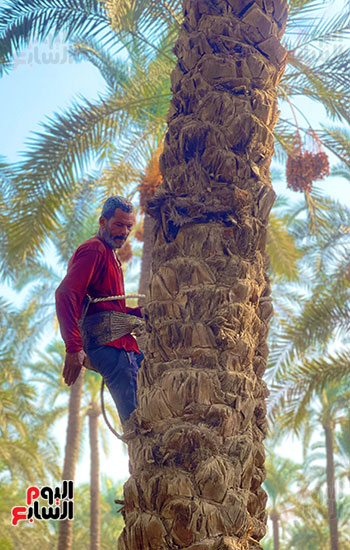 طالع النخل في موسم الحصاد بالمرازيق