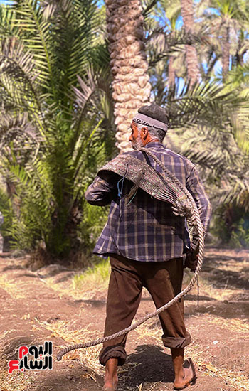 طالع النخل (2)