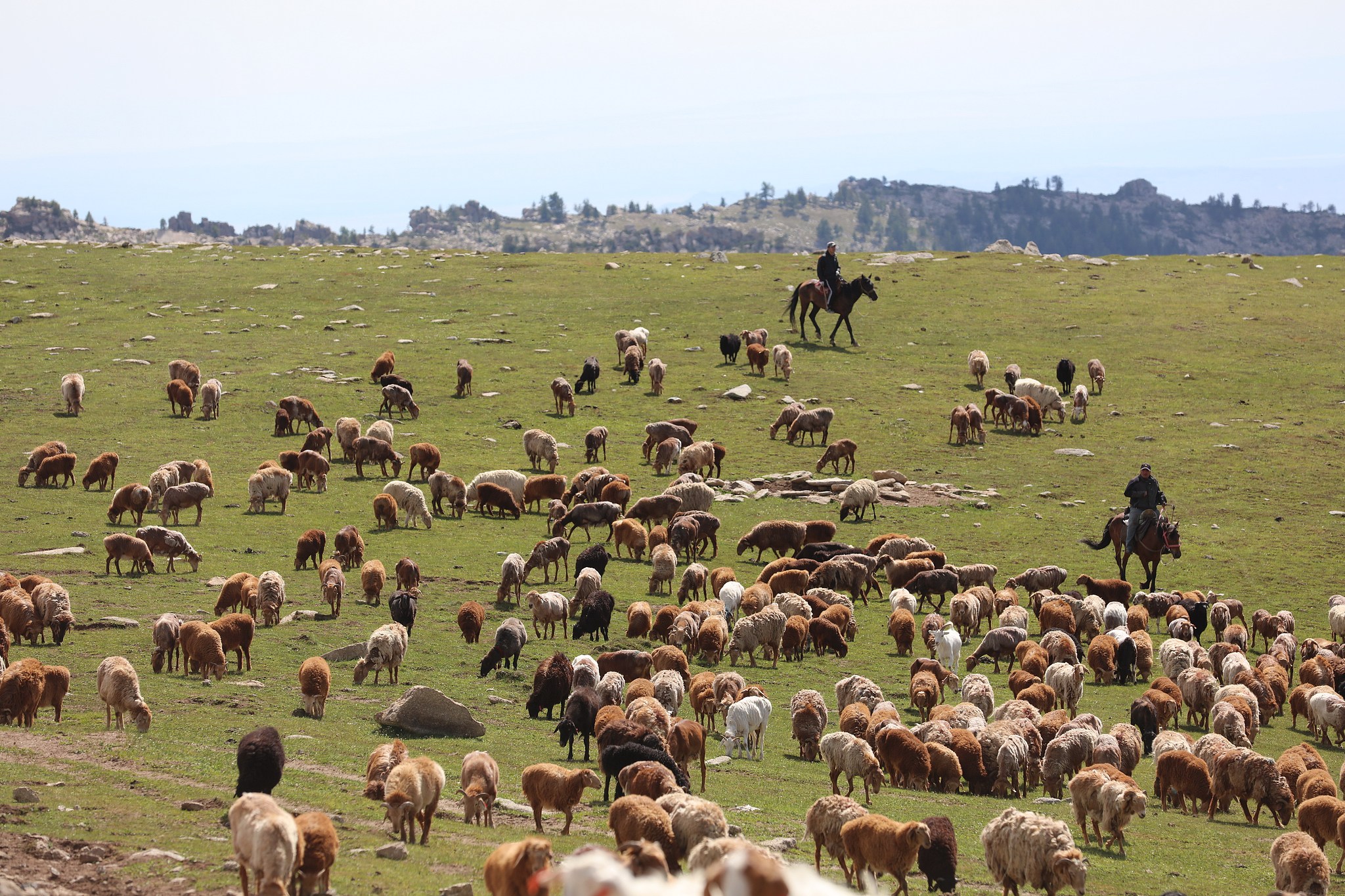 هجرة قطعان الماشية فى الصين (4)