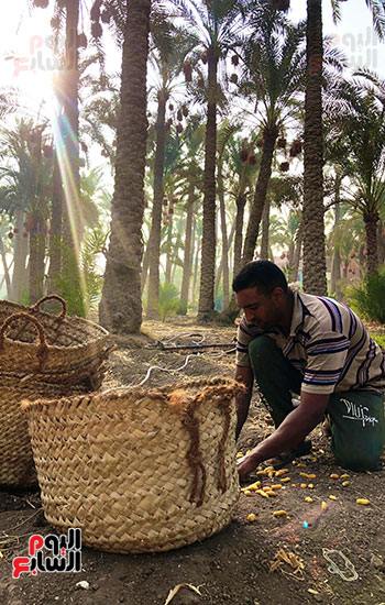 قرية المرازيق في موسم الحصاد