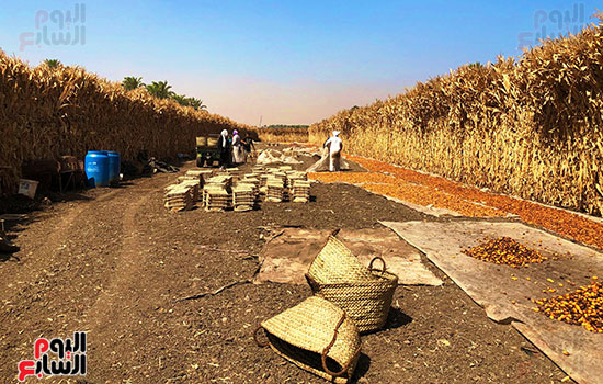 المناشر في المرازيق