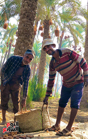 فرحة العمال في موسم الحصاد