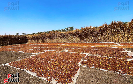 مناشر التمور