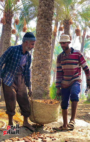 نقل التمور إلى المناشر لفرزها