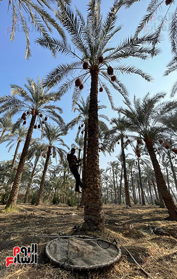 حصاد التمور في البدرشين