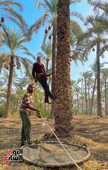 موسم حصاد التمور في البدرشين (3)