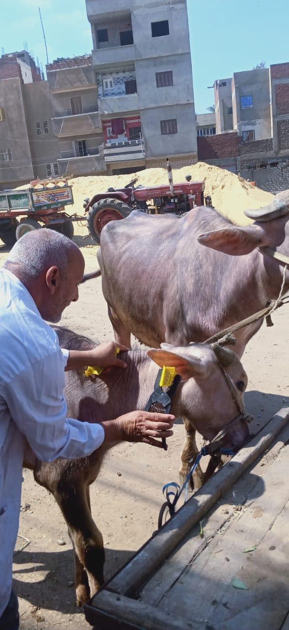 جانب من تحصين الماشية (1)