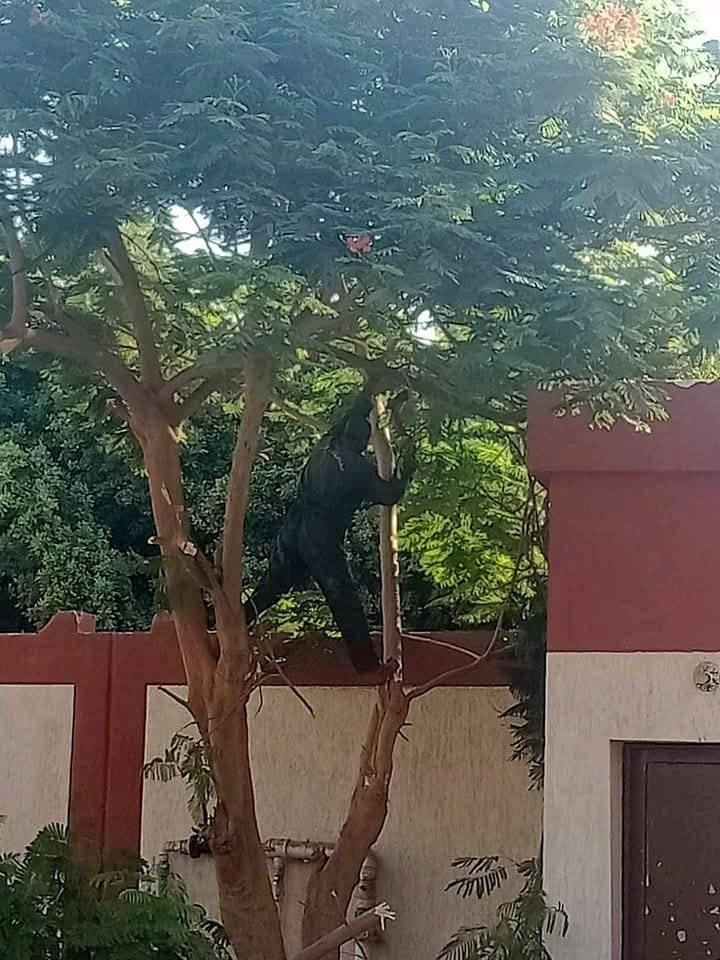 تكثيف حملات النظافة وتهذيب الأشجار حول مدارس أرمنت بالأقصر تكثيف حملات النظافة وتهذيب الأشجار حول مدارس أرمنت بالأقصر