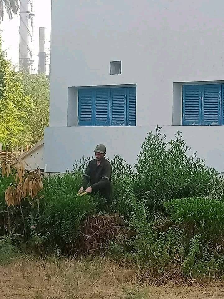 تكثيف حملات النظافة وتهذيب الأشجار حول مدارس أرمنت تكثيف حملات النظافة وتهذيب الأشجار حول مدارس أرمنت