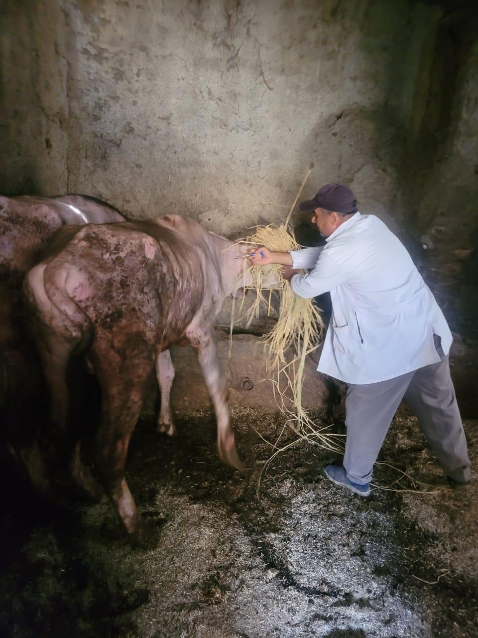 جانب من تحصين الماشية (5)