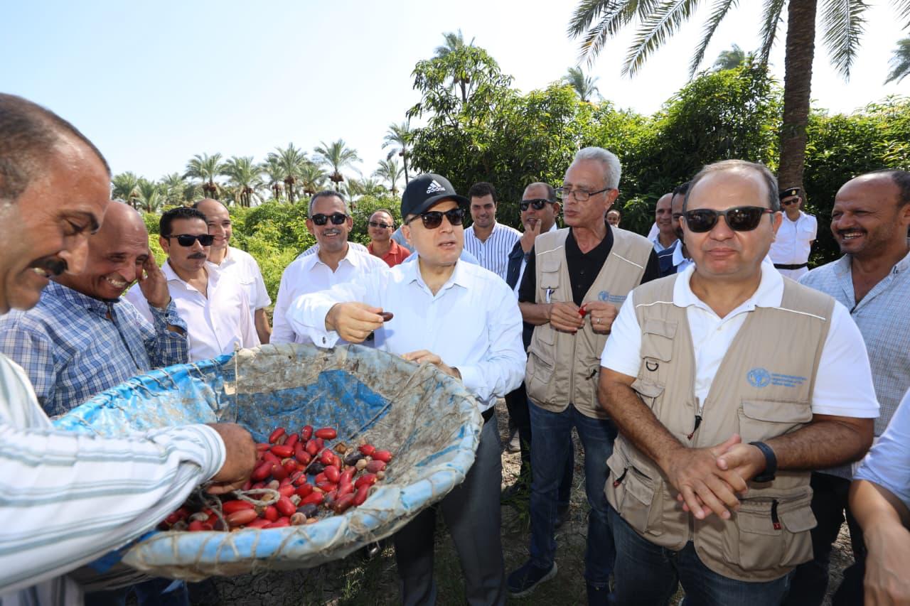 محافظ كفر الشيخ يتابع انتاح النخيل من البلح