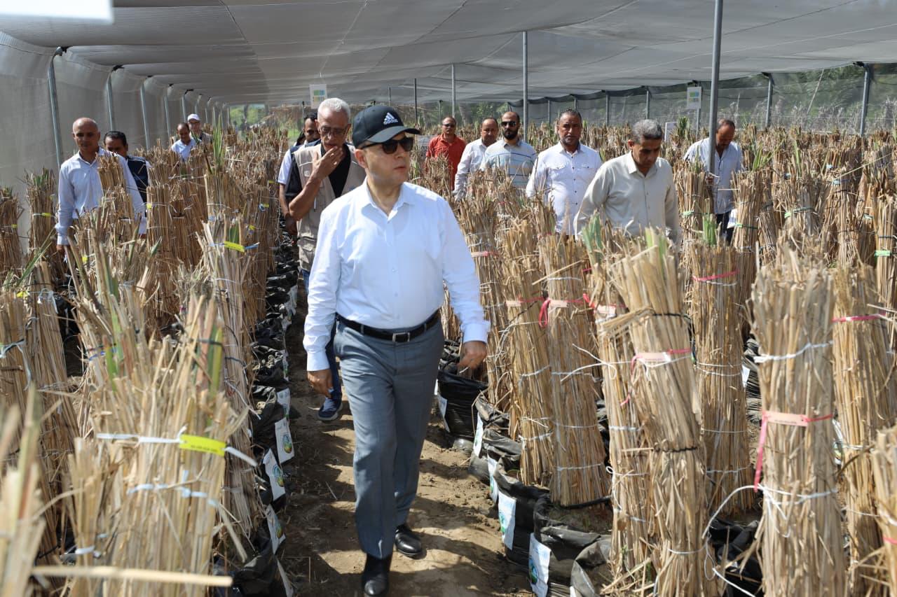 محافظ كفر الشيخ يتفقج أنواع مشاتل النخيل