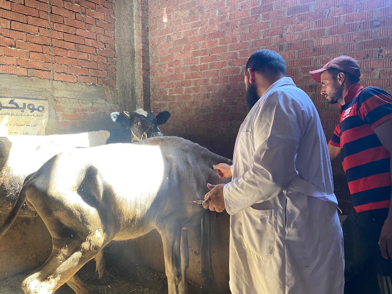 جانب من تحصين الماشية (3)