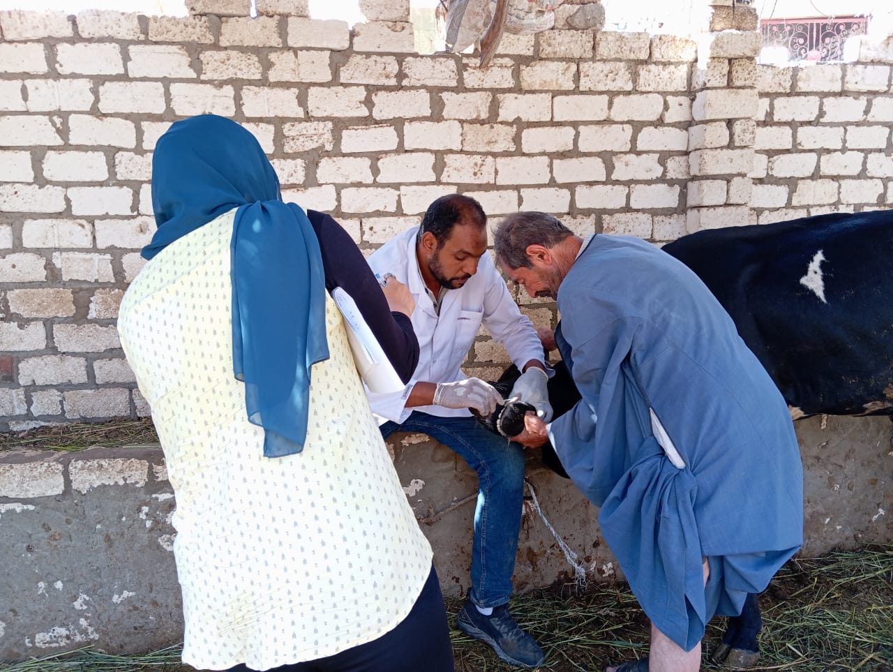 تحصين الماشية تحصين الماشية