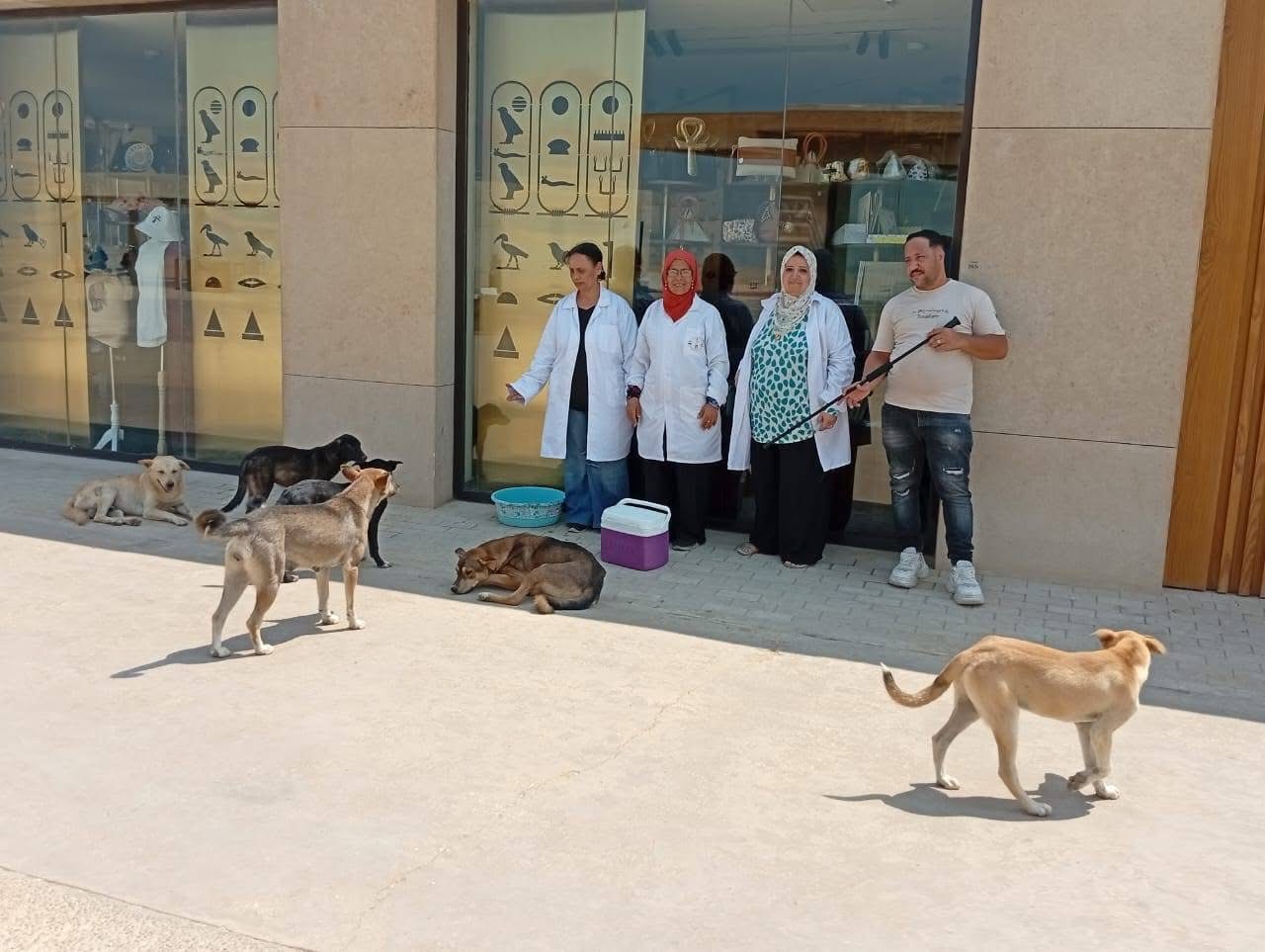 تحصين الكلاب الحرة بالمنطقة الأثرية تحصين الكلاب الحرة بالمنطقة الأثرية