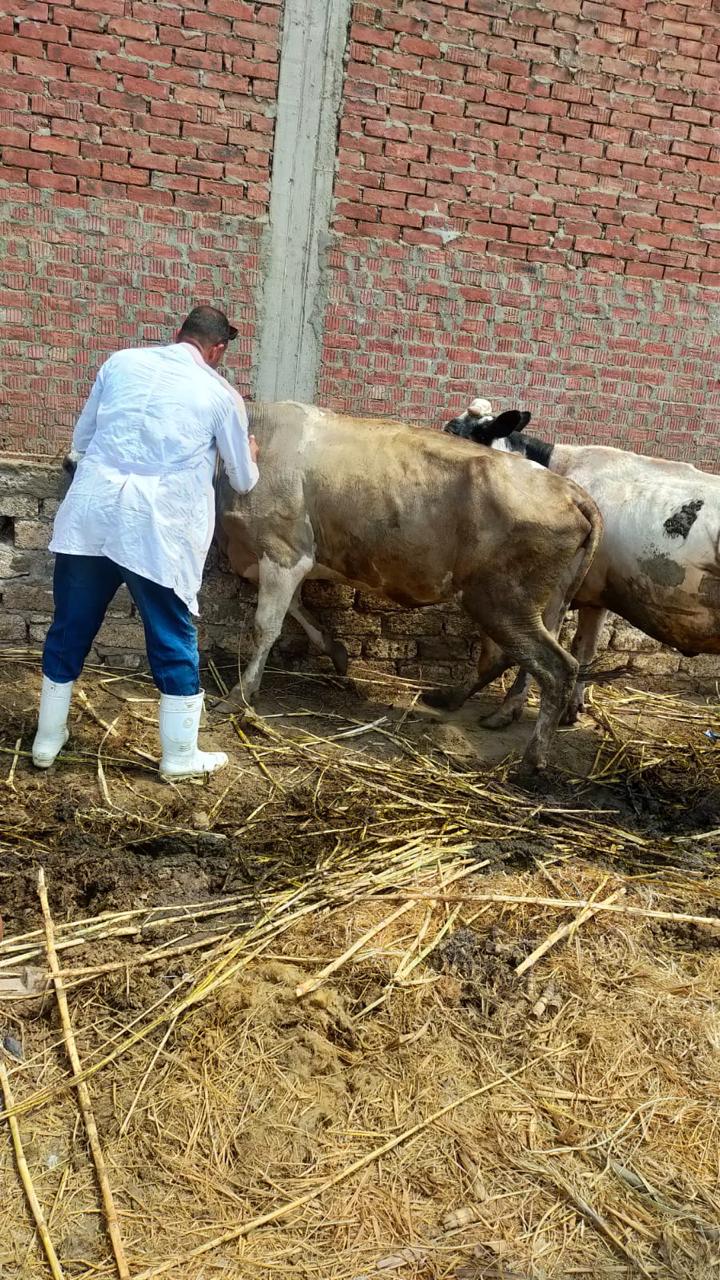 جانب من تحصين الماشية (2)