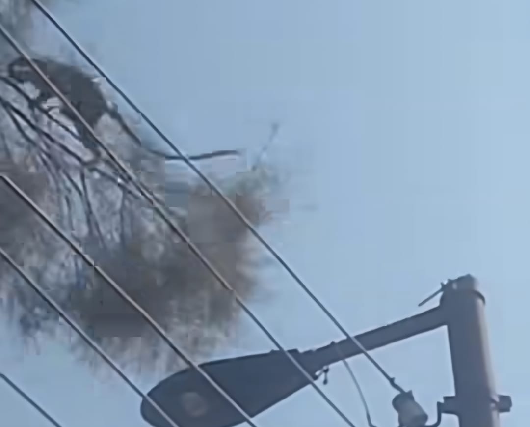 أهالى أرمنت يرصدون ظهور قرد صغير يلهو على الأشجار