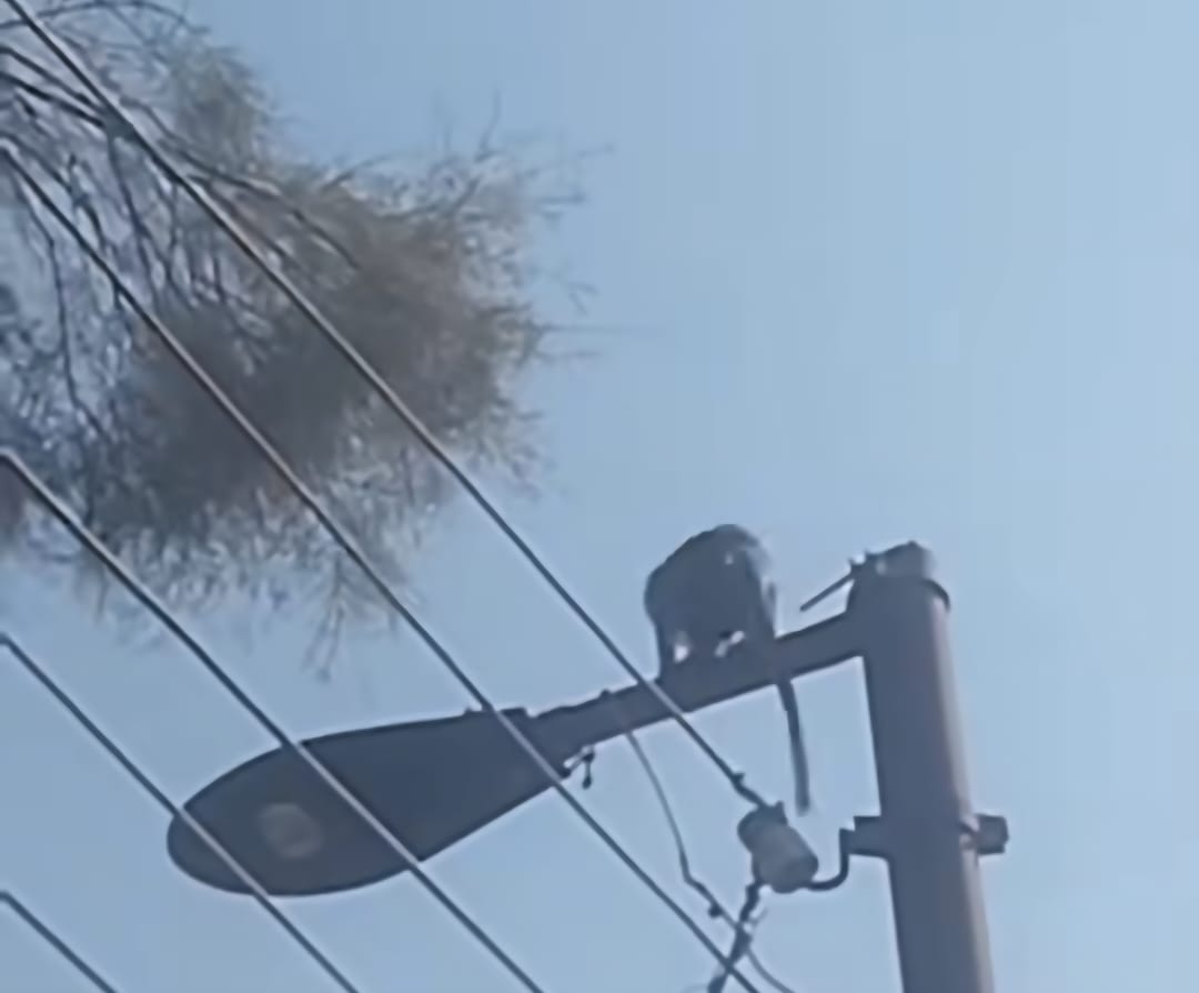 ظهور قرد صغير يلهو على الأشجار بقرية الديمقراط بأرمنت